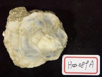 藏品(明蛤)的圖片